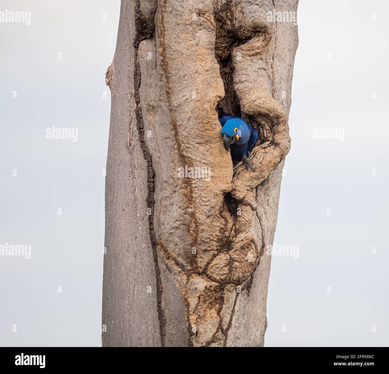 Hyazintara schaut aus einem Loch im Baum Stockfoto