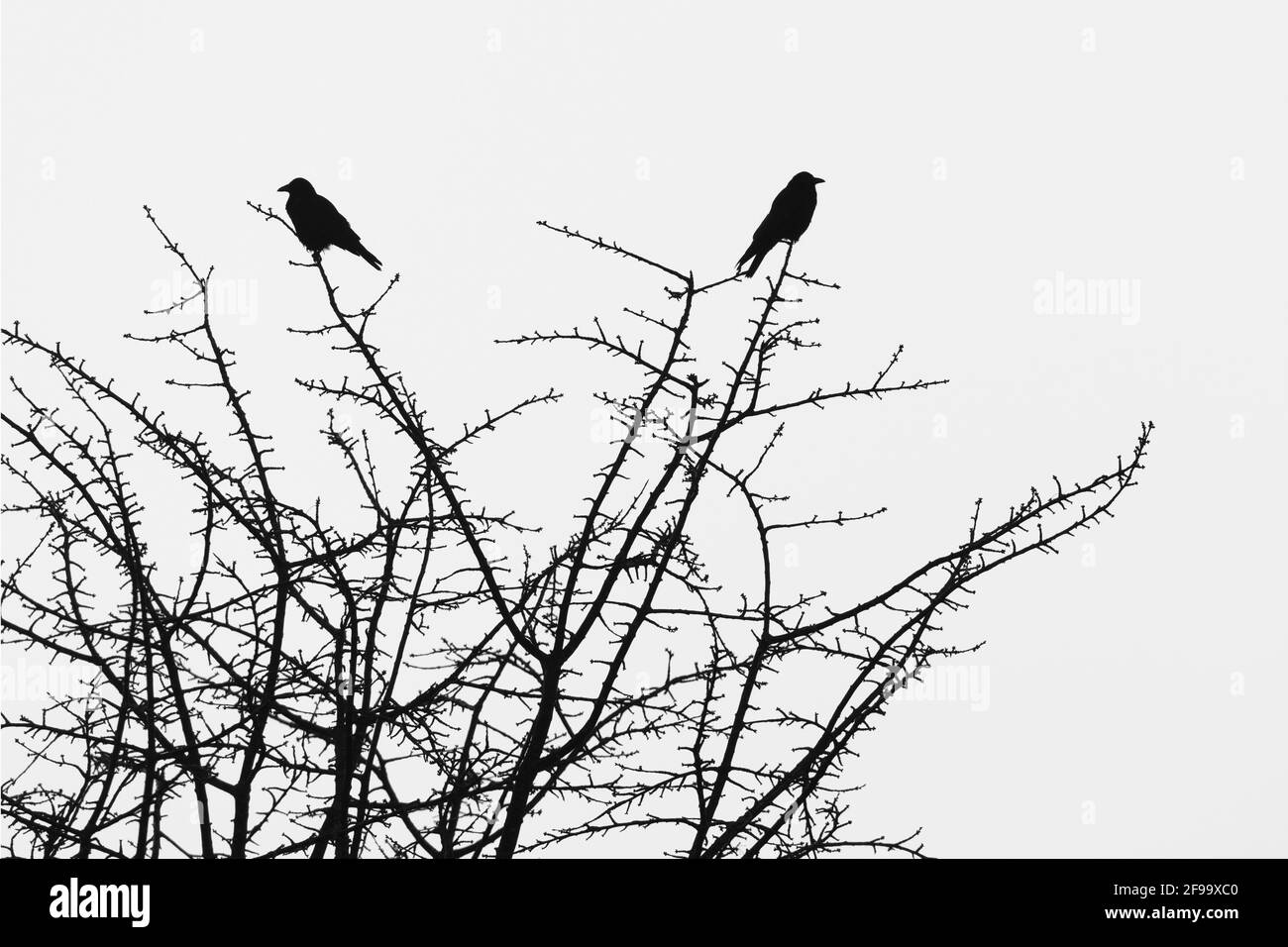 Aaskrähen (Corvus corone) auf einem Baum, Winter, Hessen, Deutschland Stockfoto