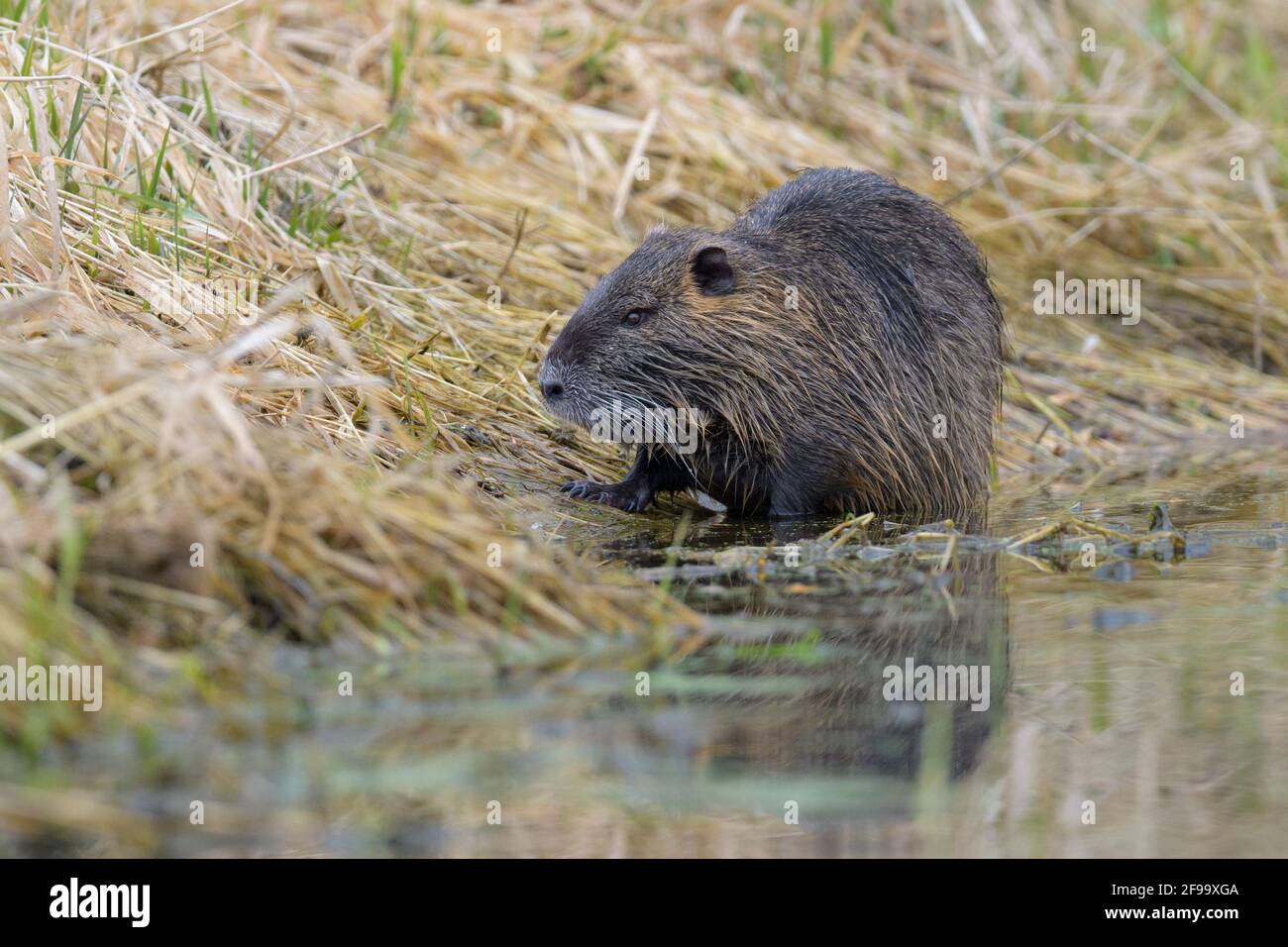 Nutria (Myocastor coypus) am Ufer eines Teiches, Februar, Hessen, Deutschland Stockfoto