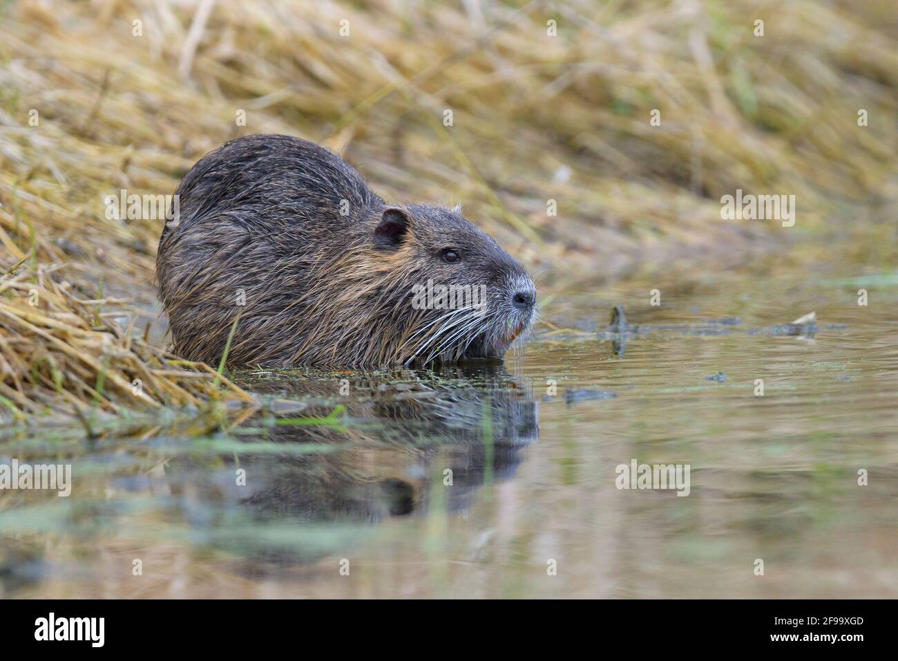 Nutria (Myocastor coypus) am Ufer eines Teiches, Februar, Hessen, Deutschland Stockfoto
