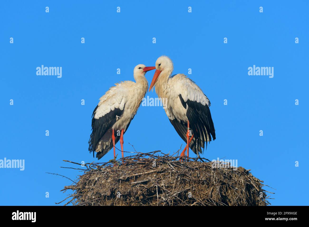 Weißstörche auf dem Nest, Februar, Hessen, Deutschland Stockfoto