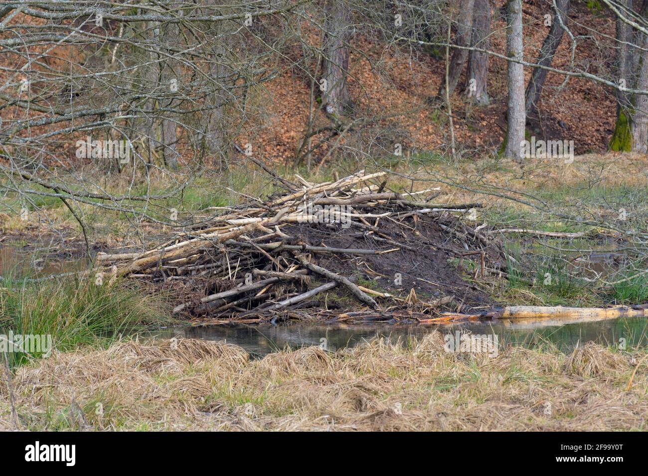 Biberhütte, Februar, Spessart, Hessen, Deutschland Stockfoto