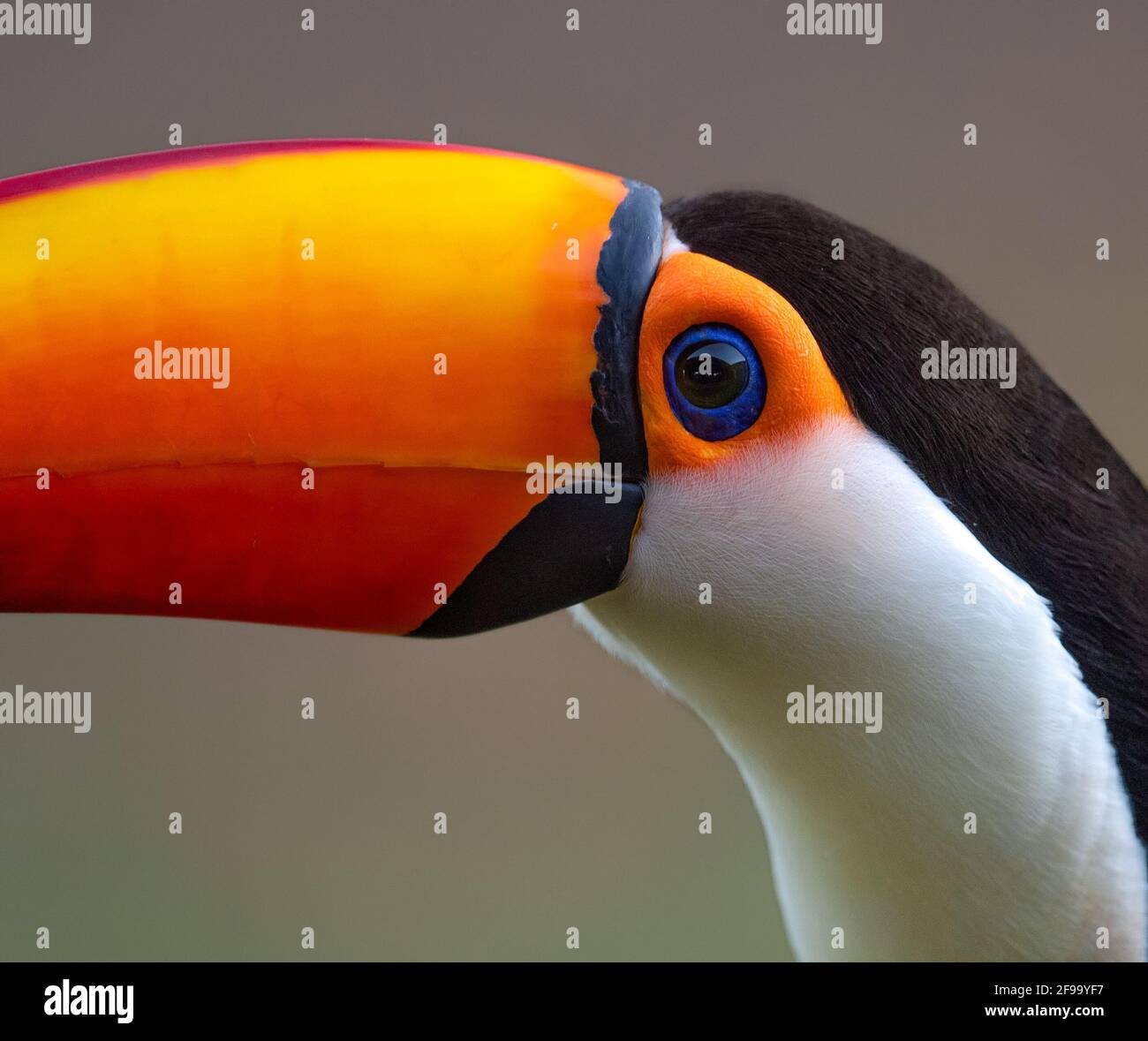 Toco Toucan im warmen Morgenlicht mit dardem Hintergrund - Südliches Pantanal/Brasilien - Nahaufnahme Stockfoto