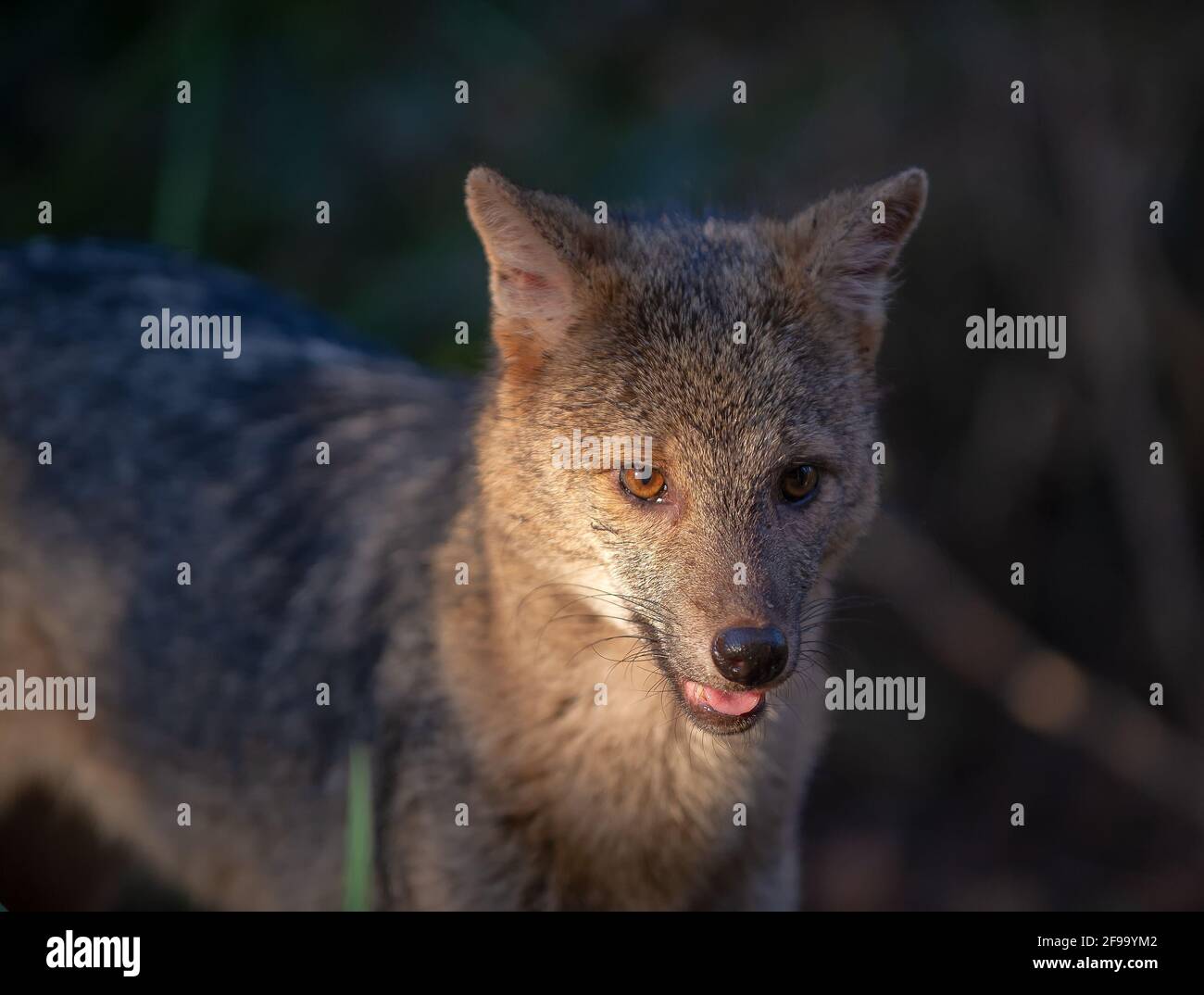 Crab-eating Fox in Brasil, Pantanal - Nahaufnahme Stockfoto