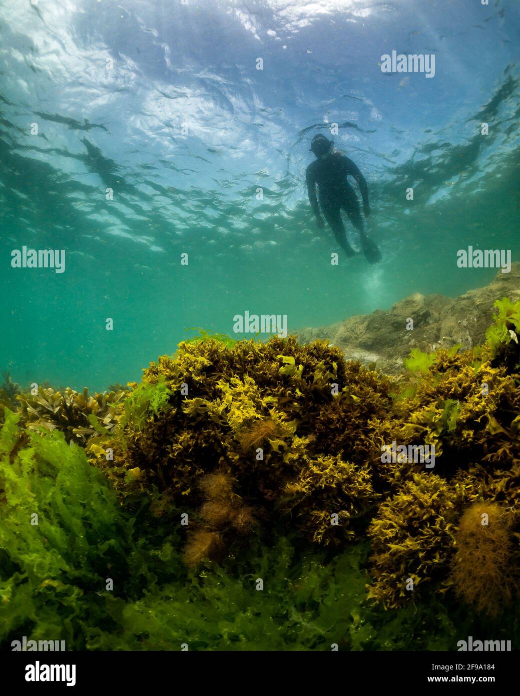 Ein Schnorchler genießt die Aussicht auf die Unterwasserwelt auf einem Riff in Wembury, Devon. Stockfoto