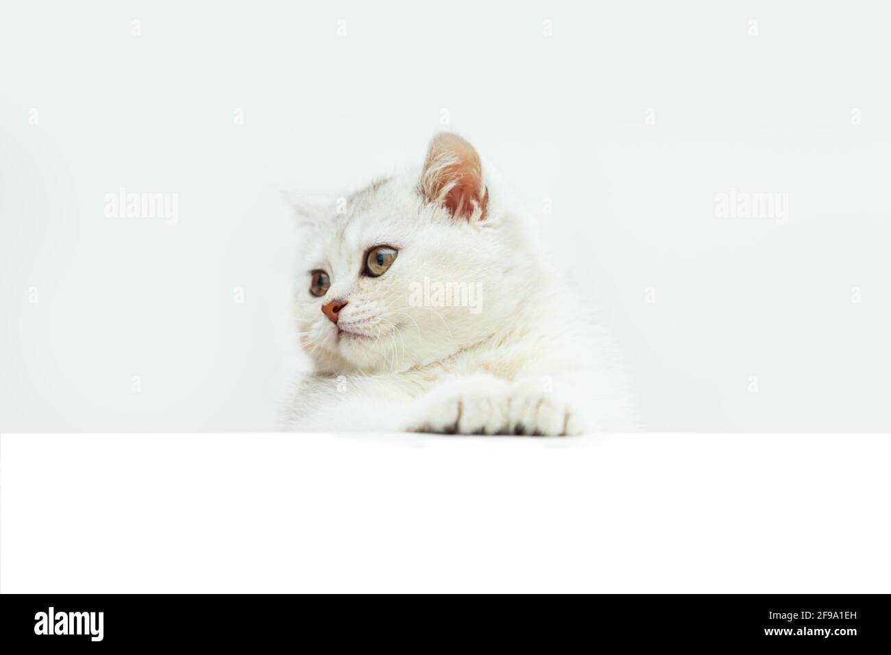 Trauriges weißes britisches Kätzchen, das über ein weißes Banner guckt. Isoliert auf Weiß. Speicherplatz kopieren. Stockfoto