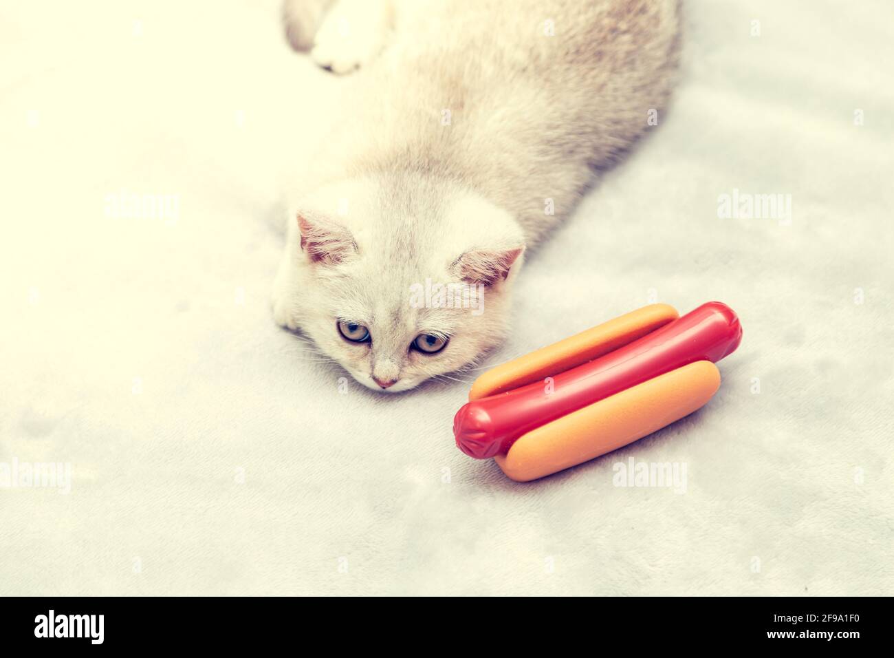 Weißes Kätzchen liegt mit einem Hot Dog auf dem Bett. Schlechtes Lifestyle-Konzept - Unbeweglichkeit und ungesunde Essgewohnheiten. Stockfoto