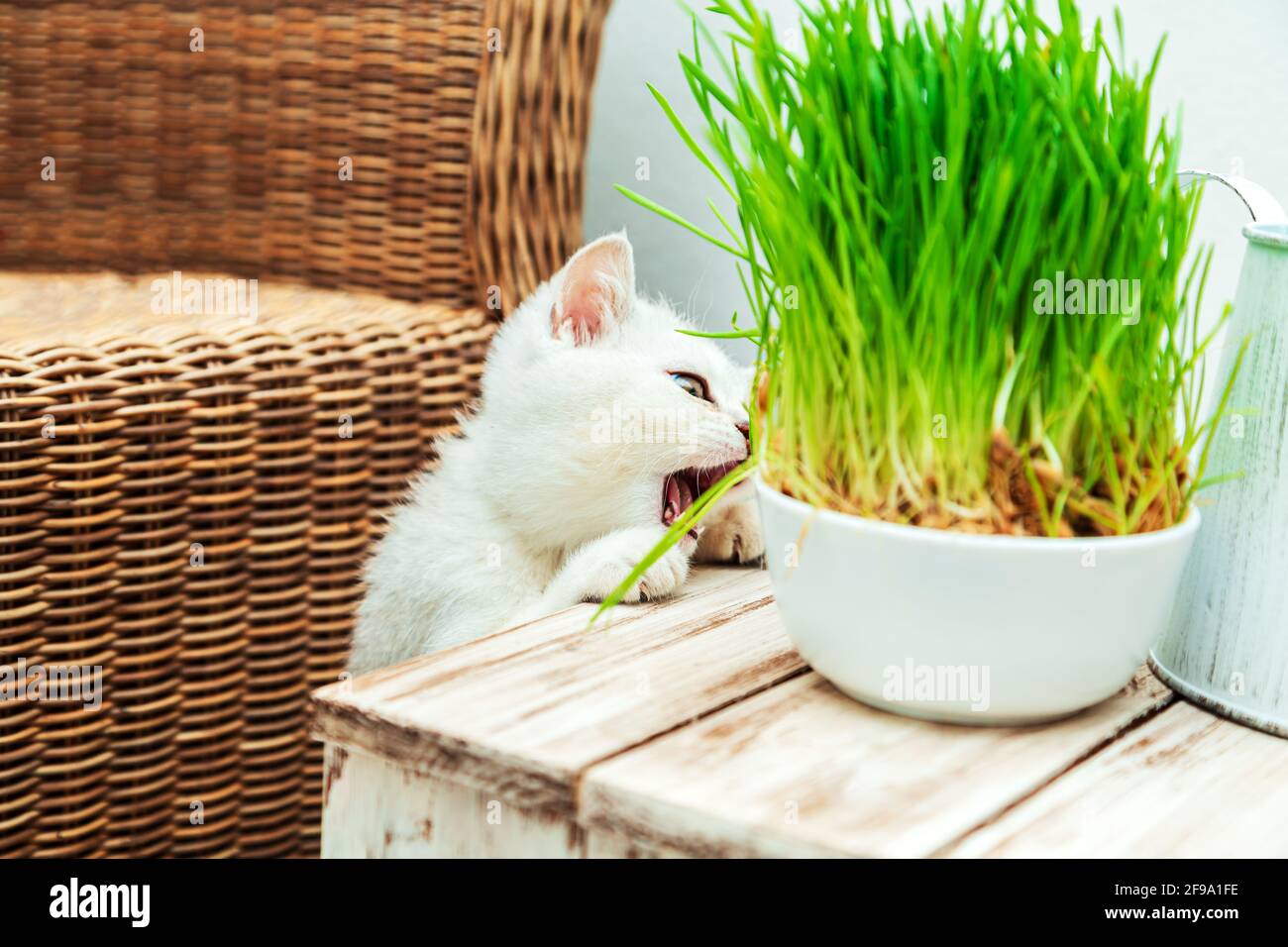 Weißes britisches Kätzchen frisst grünes Gras. Inneneinrichtung. Stockfoto