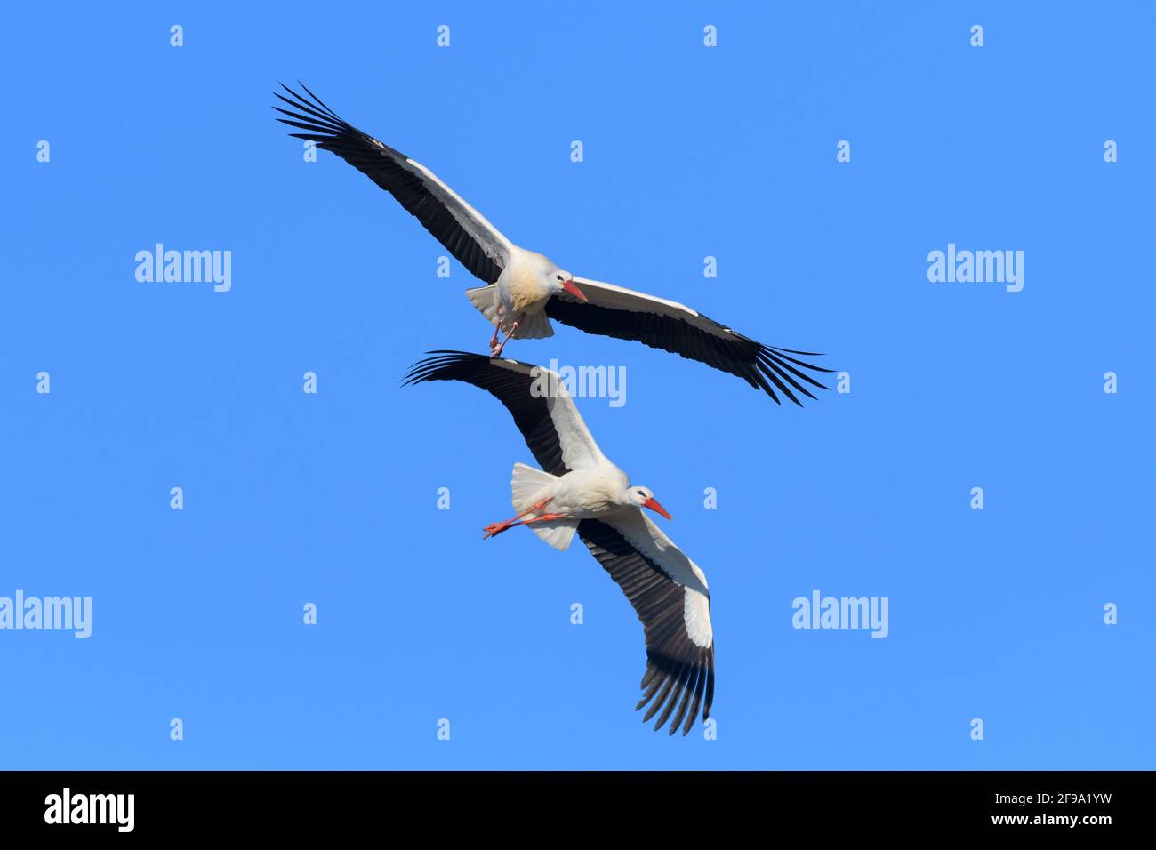 Fliegende Weißstörche (Ciconia ciconia), Frühling, Hessen, Deutschland Stockfoto