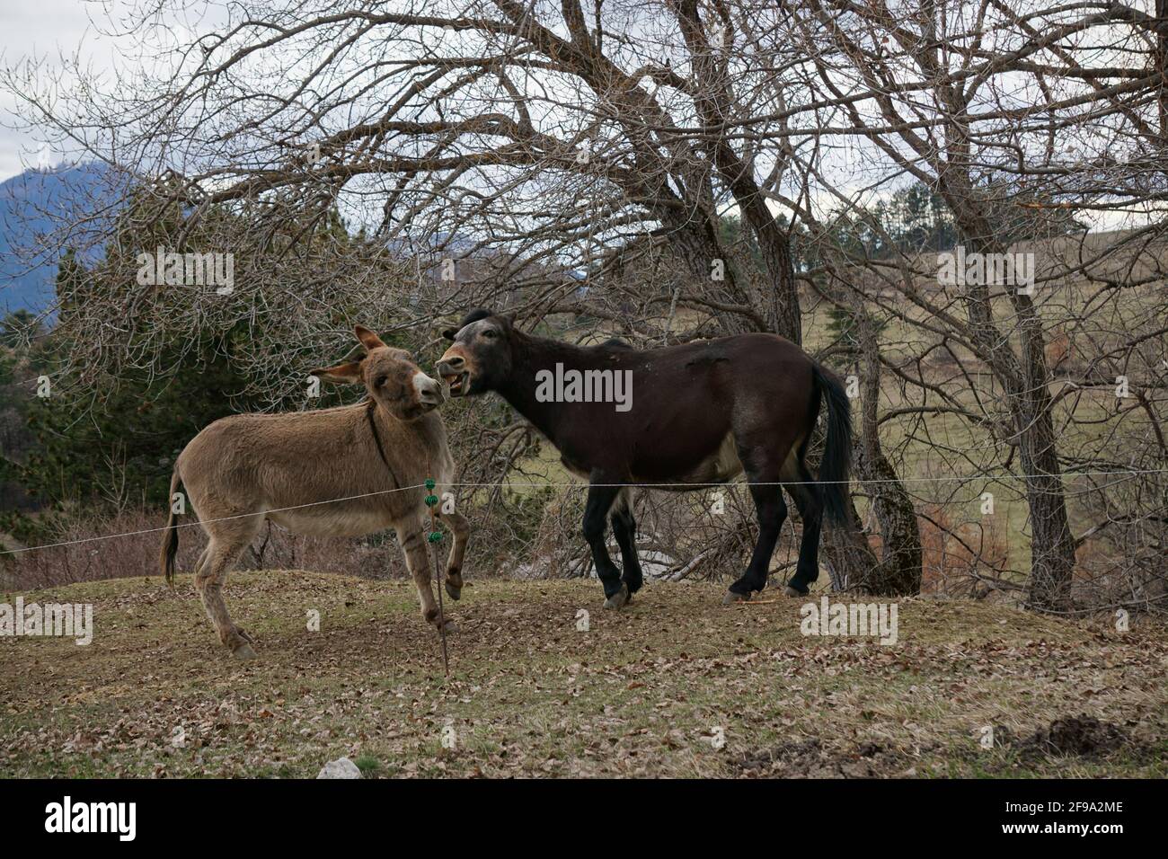 Ein paar Esel flirten auf dem Feld in der Berge Stockfoto