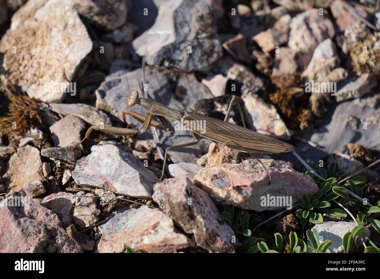 Nahaufnahme einer braunen Gottesanbeterin zwischen den Felsen Stockfoto