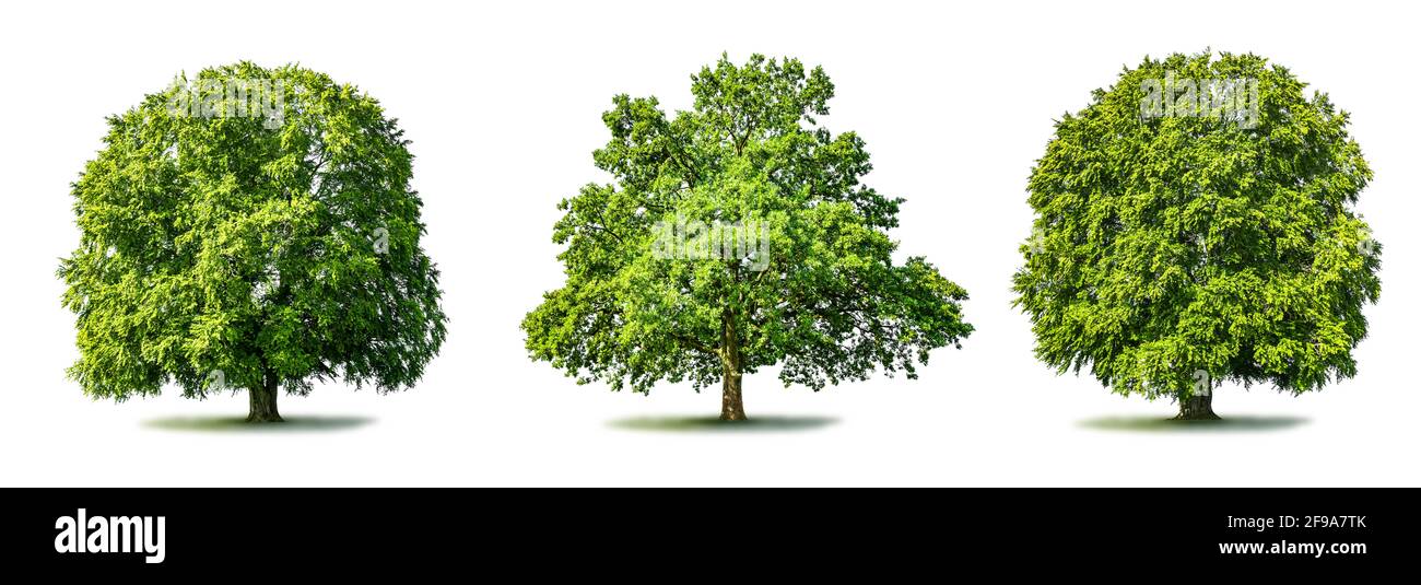 Drei grüne Bäume auf einer grünen Wiese Stockfoto