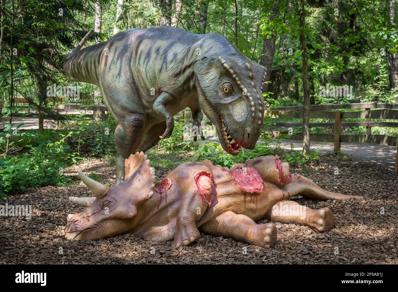 Dinosauriermodelle von Tyrannosaurus und Triceratops, Dinopark Münchehagen bei Hannover. Sie lebten vor etwa 66 Millionen Jahren in Nordamerika (Kreidezeit). Fossile Bissspuren deuten darauf hin, dass sie miteinander kämpften. Stockfoto