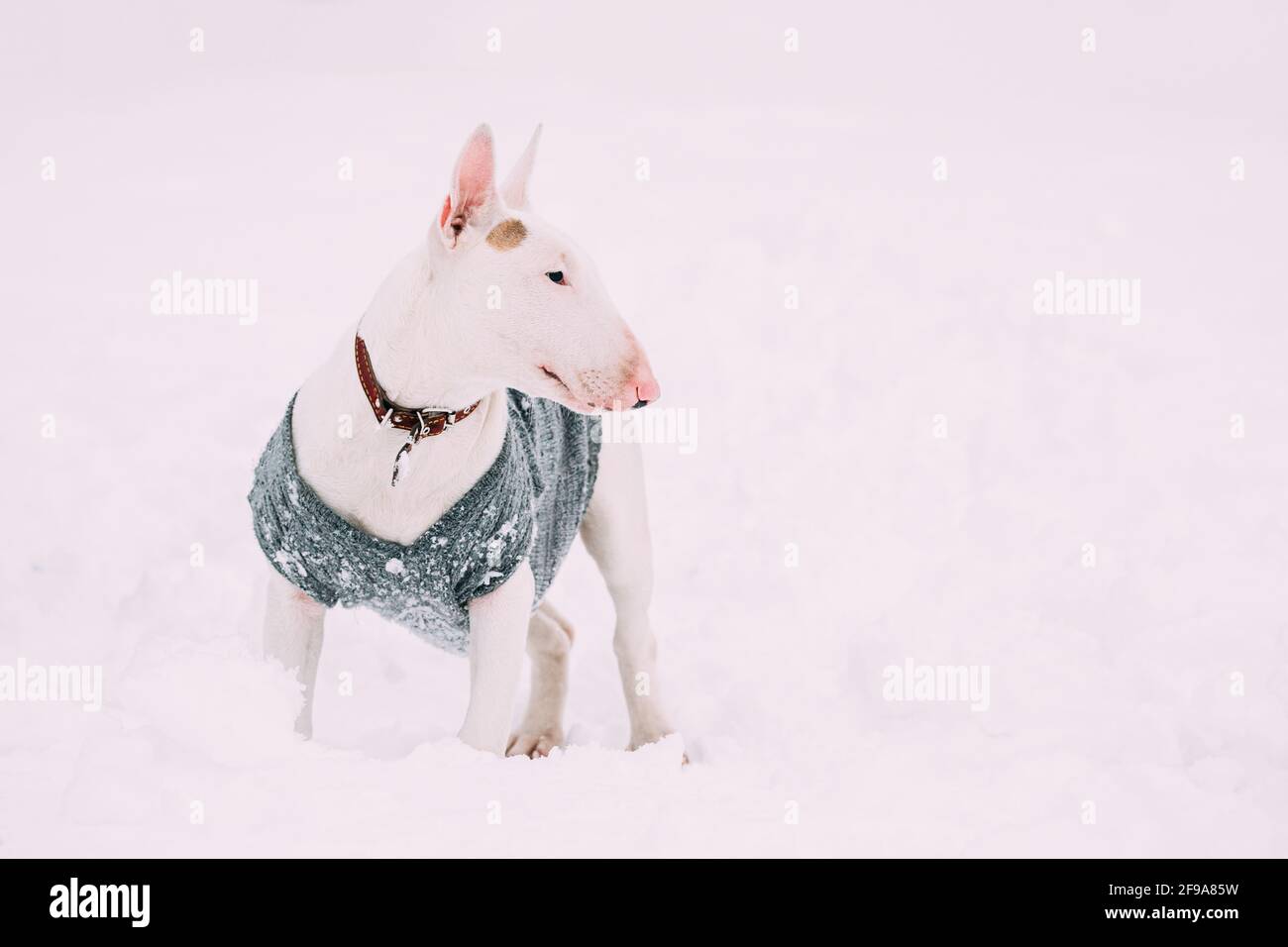 Lustige Junge Englische Bull Terrier Bullterrier Welpen Hund Posiert Im Freien In Schnee Schneeverwehung. Wintersaison. Verspielte Haustiere Im Freien Stockfoto