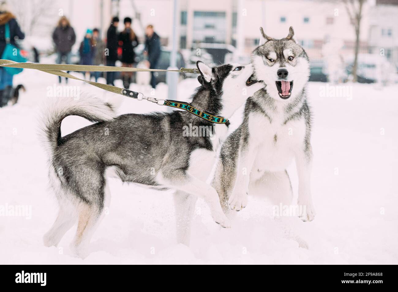 Zwei Lustige Husky Hunde Lustige Spielen Zusammen Im Freien Im Schnee Am Wintertag. Witziges Haustier Stockfoto