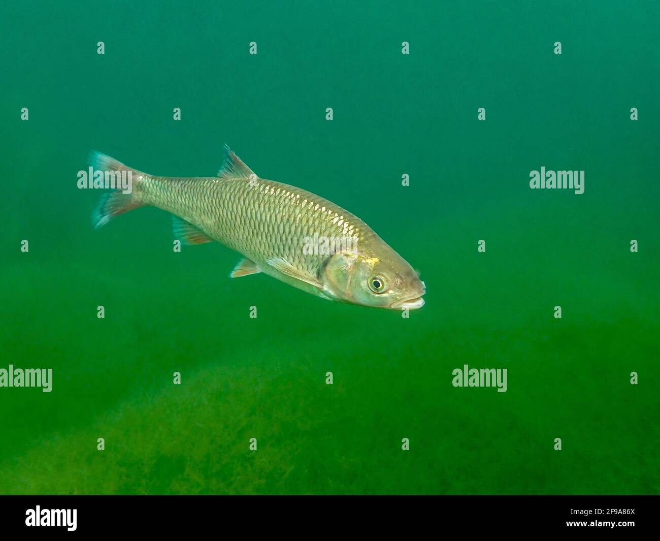 Chub (Scalius cepalus, SYN.: Leuciscus cepalus), auch Alet, Eitel oder Aitel genannt; wechselt mit dem Alter von Grobfischen zu Raubfischen Stockfoto