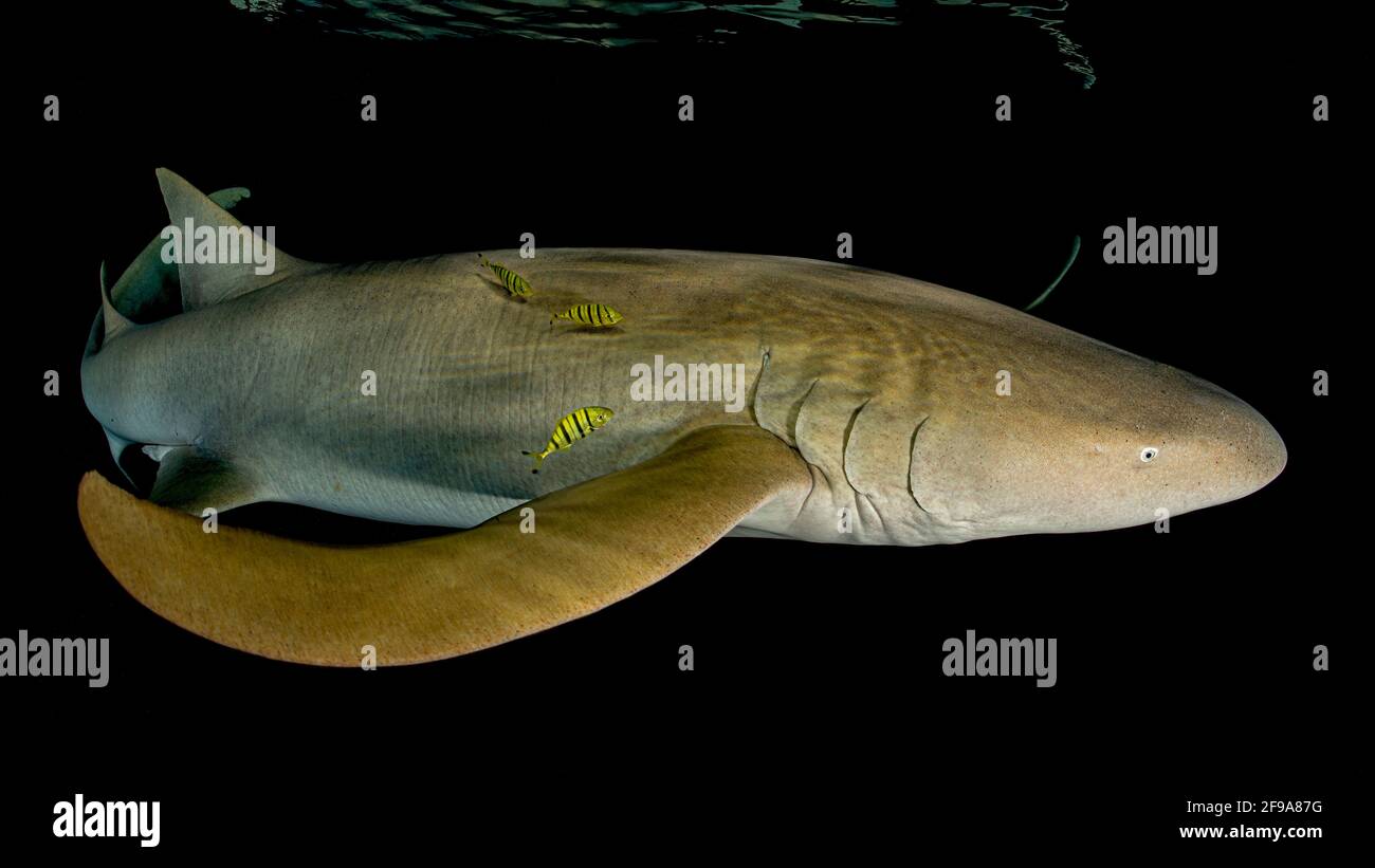 Der Indo-Pazifische Krankenschwestern-Hai (Nebrius ferrugineus) (englisch: Tawny Amme Hai) ist ein Hai, der im Gebiet des Roten Meeres bis Südafrika, Australien und den Gesellschaftsinseln in Tiefen zwischen 1 m und 40 m zu finden ist Stockfoto