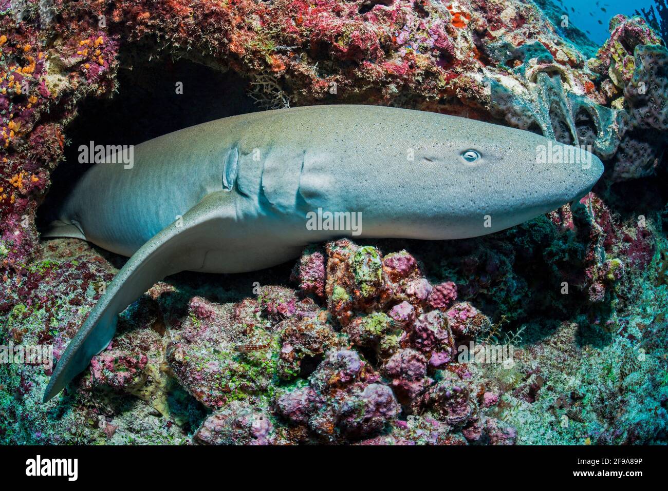 Der Indo-Pazifische Krankenschwestern-Hai (Nebrius ferrugineus) (englisch: Tawny Amme Hai) ist ein Hai, der im Gebiet des Roten Meeres bis Südafrika, Australien und den Gesellschaftsinseln in Tiefen zwischen 1 m und 40 m zu finden ist Stockfoto