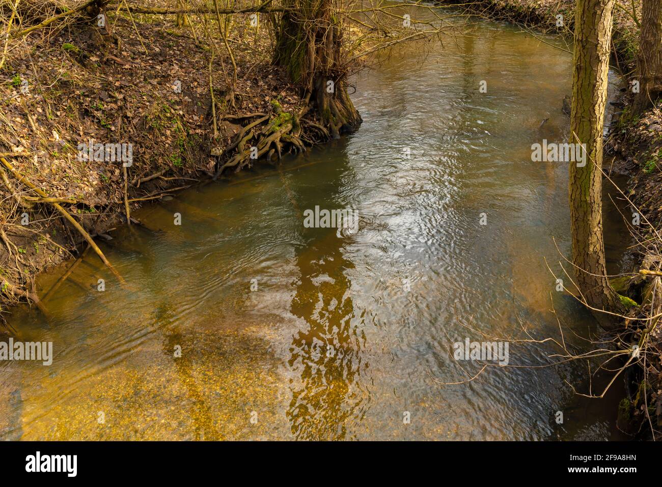 Kleiner Fluss im Winter im Wald in Deutschland sind Bäume am Flussufer, Baumwurzeln ins Wasser gewachsen Stockfoto