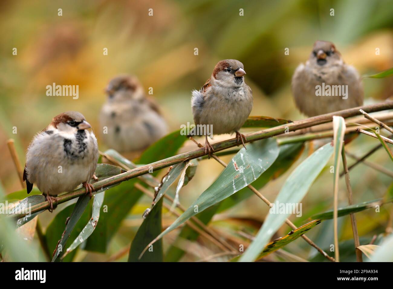 Haussperlinge (Passer domesticus) sitzen auf einem Ast, Deutschland. Stockfoto Haussperlinge (Passer domesticus) sitzen auf einem Ast, Deutschland. Stockfoto