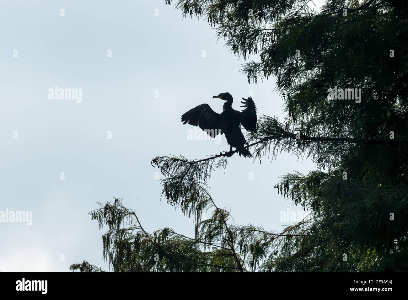 Großer Kormoran (Phalacrocorax carbo) sitzt mit ausgebreiteten Flügeln, Deutschland Stockfoto