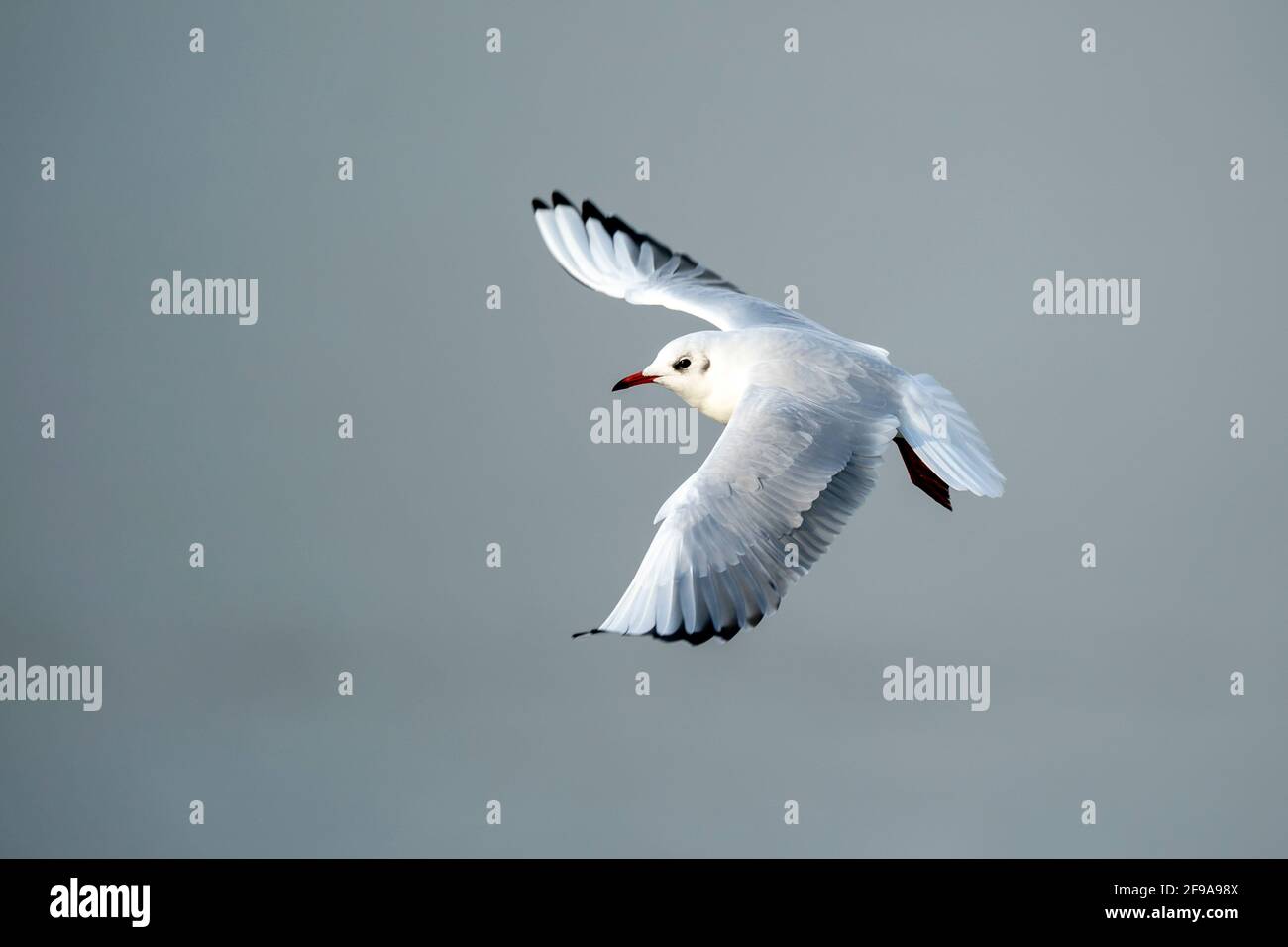 Schwarzkopfmöwe (Larus ridibundus) im Flug, Deutschland, Stockfoto Schwarzkopfmöwe (Larus ridibundus) im Flug, Deutschland, Stockfoto