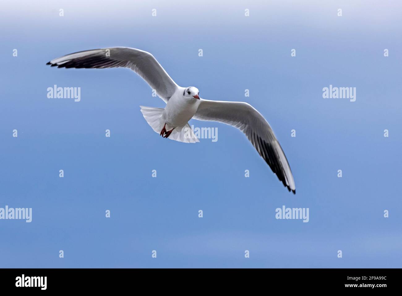 Schwarzkopfmöwe (Larus ridibundus) im Flug, Deutschland, Stockfoto Schwarzkopfmöwe (Larus ridibundus) im Flug, Deutschland, Stockfoto