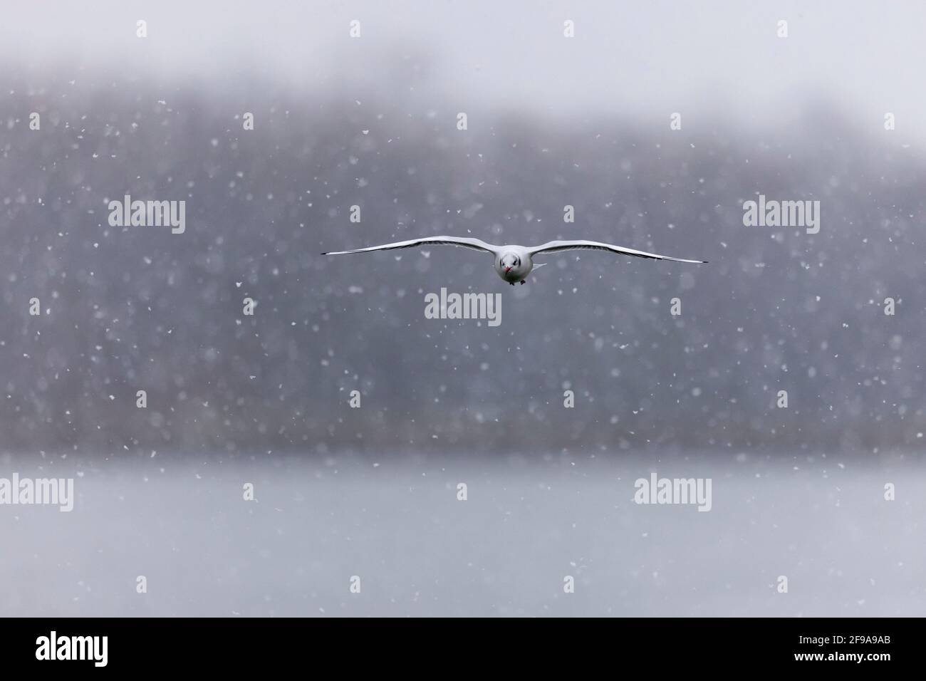 Schwarzkopfmöwe (Larus ridibundus) im Flug, Deutschland, Stockfoto Schwarzkopfmöwe (Larus ridibundus) im Flug, Deutschland, Stockfoto