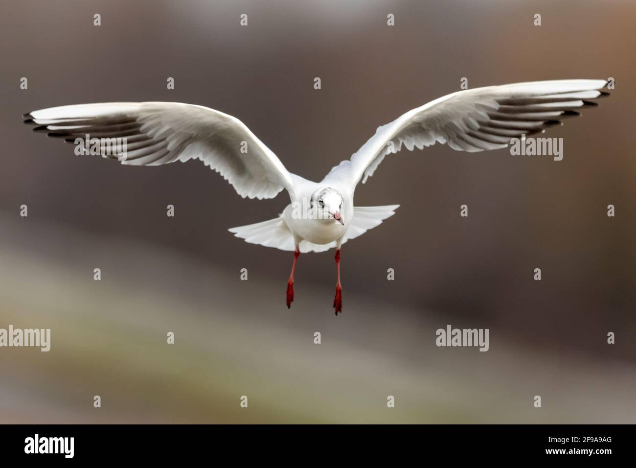 Schwarzkopfmöwe (Larus ridibundus) im Flug, Deutschland, Stockfoto Schwarzkopfmöwe (Larus ridibundus) im Flug, Deutschland, Stockfoto