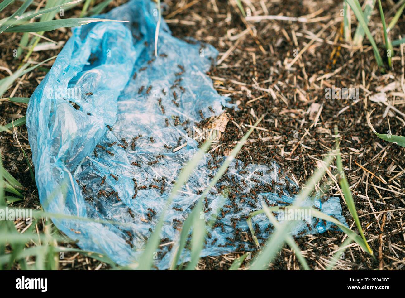 Rote Waldameisen (Formica Rufa) Kriechen Auf Plastiktüte Im Wald. Ameisen Bewegen Sich In Anthill Stockfoto