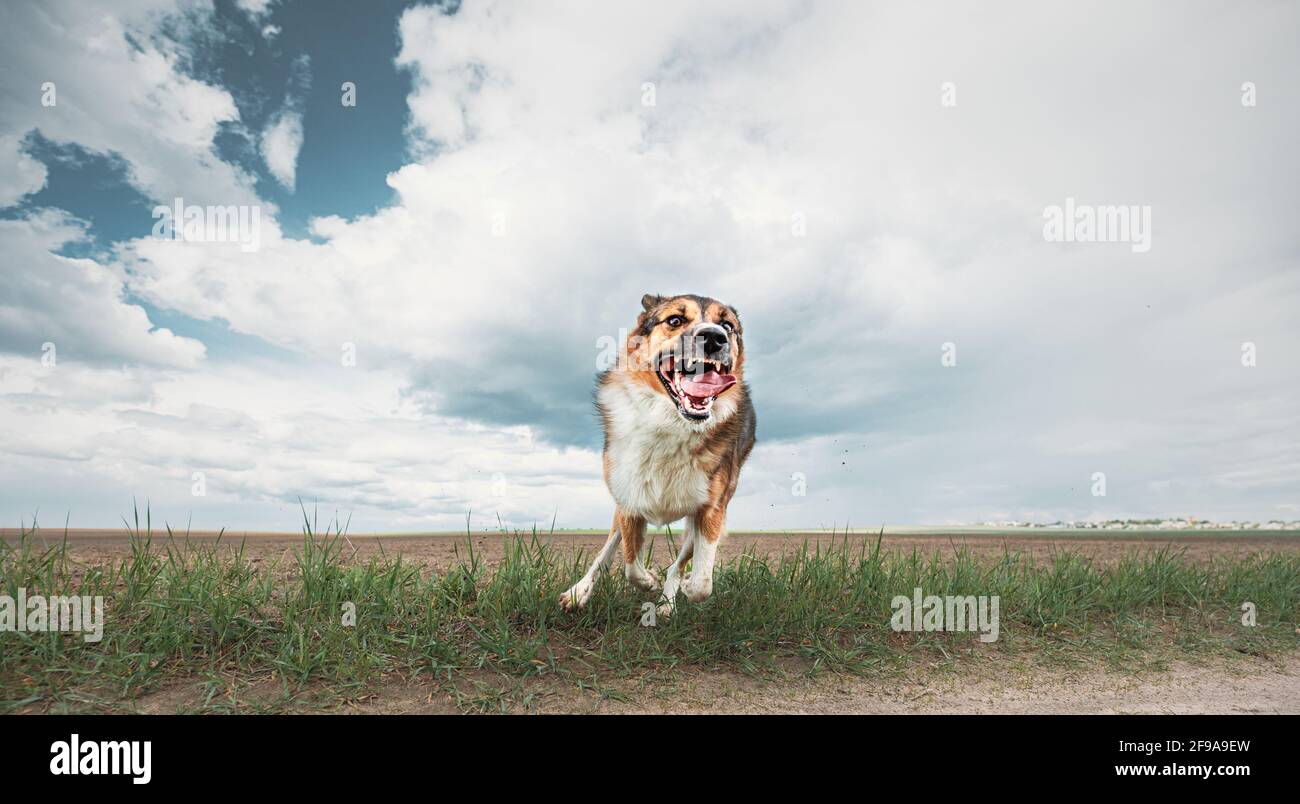 Wütender, Aggressiver Verrückter Hund, Der Vor Der Kamera Läuft Stockfoto