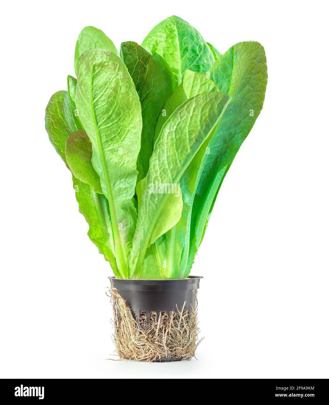 Roher frischer Salat aus Romaine oder Butterkopf isoliert auf weißem Hintergrund. Grüne Blattsalatpflanze in einem Blumentopf, Seitenansicht. Nahaufnahme Stockfoto