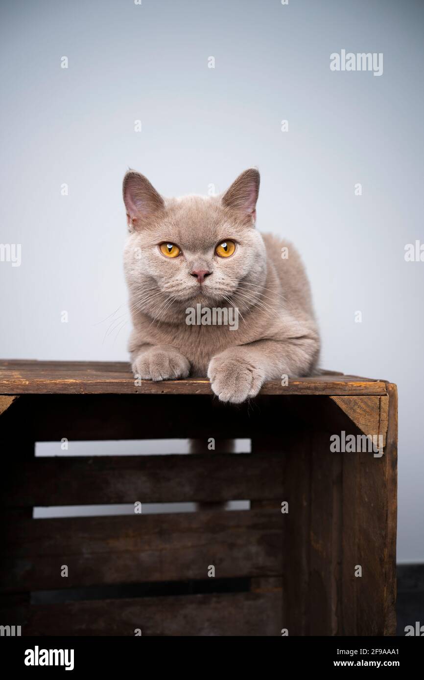 6 Monate alter Flieder britisches Kurzhaar-Kätzchen, die auf Holz ruhen Kiste mit Kopierplatz Stockfoto