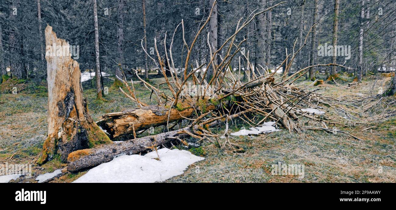 Sturmschäden und Windbruch entwurzeln vor allem Nadelbäume mit ihren Flache Wurzeln Stockfoto