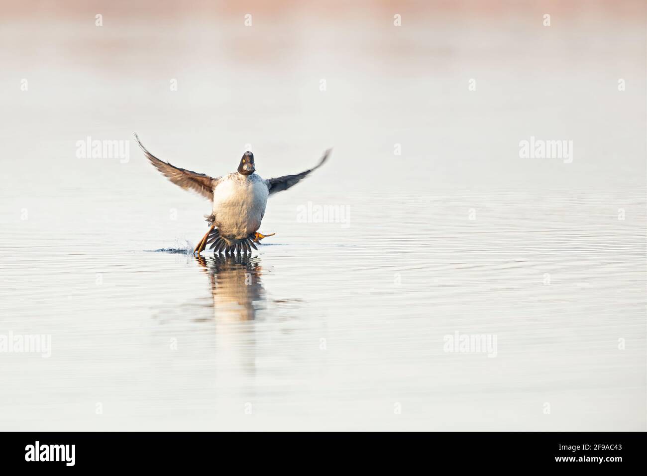 Ein weibliches Goldeneye (Bucephala clangula), das mit einem Spritzer in einem See landet. Stockfoto