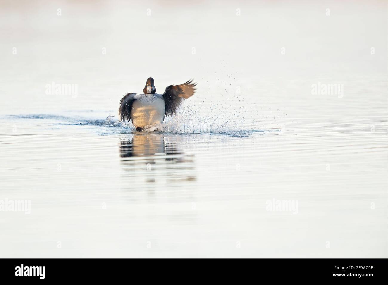 Ein weibliches Goldeneye (Bucephala clangula), das mit einem Spritzer in einem See landet. Stockfoto