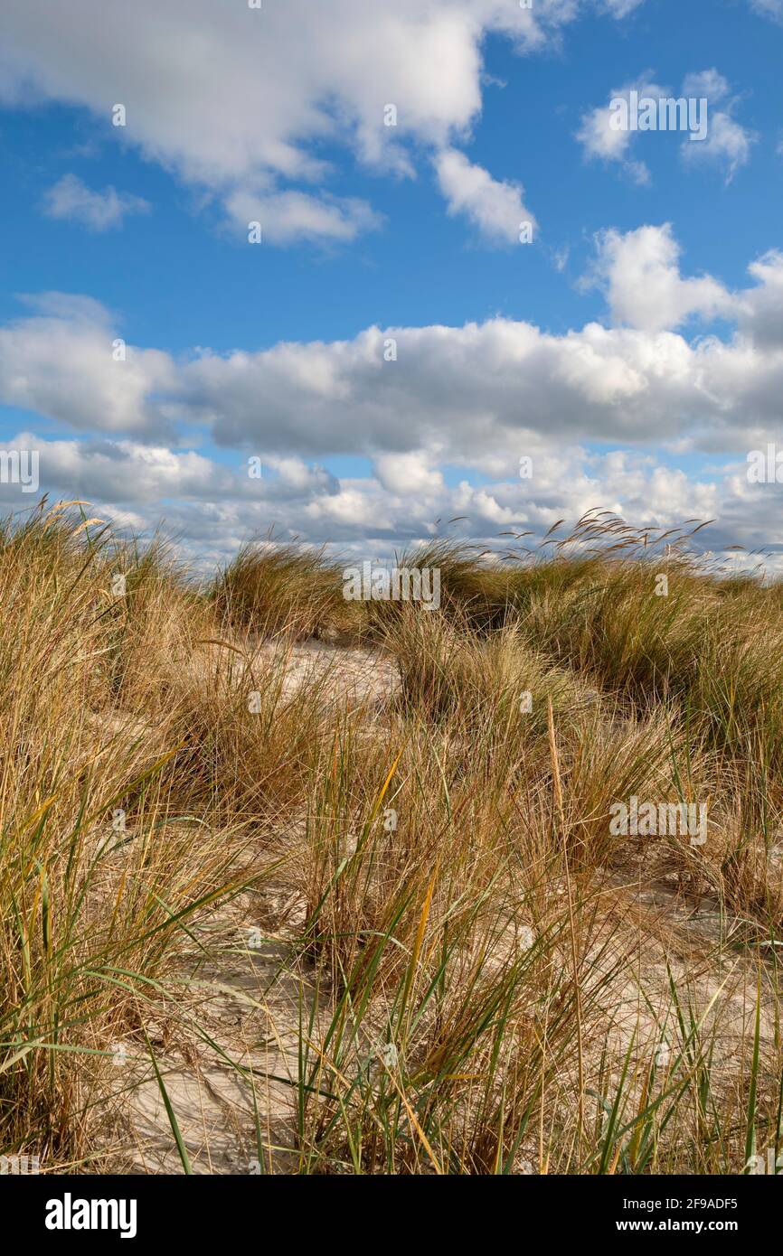 Nordstrand und Dünen im Ostseebad Prerow am Darß, Fischland-Darß-Zingst, Mecklenburg-Vorpommern, Deutschland Stockfoto