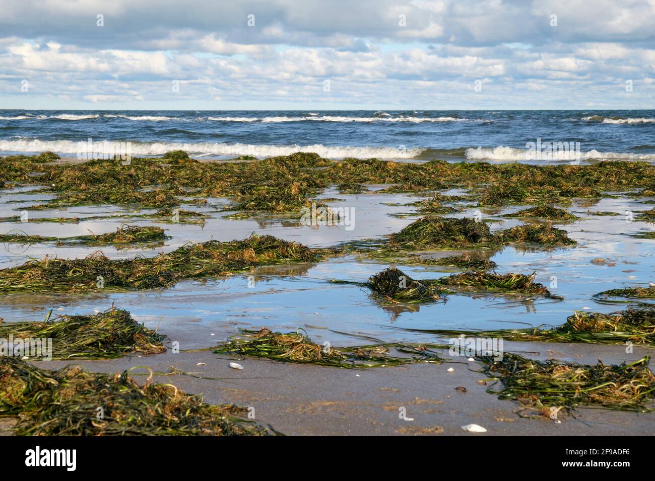 Nordstrand und Dünen im Ostseebad Prerow am Darß, Fischland-Darß-Zingst, Mecklenburg-Vorpommern, Deutschland Stockfoto