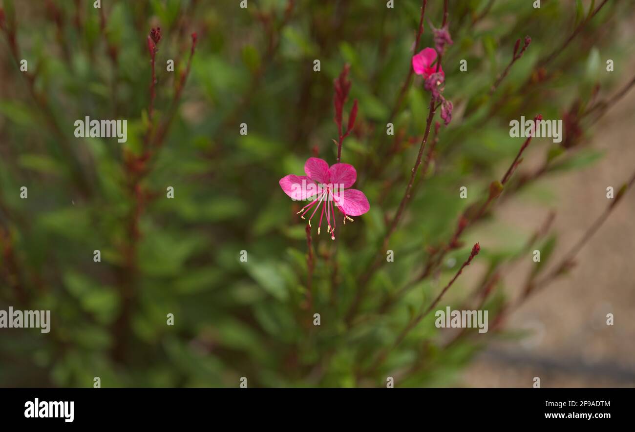 Natürliche Makro floralen Hintergrund mit blühenden rosa Oenothera lindheimeri, indische Federblume Stockfoto