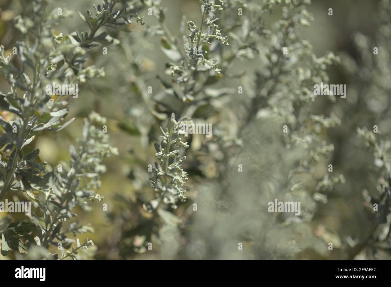 Flora von Gran Canaria - Artemisia thuscula, aufgrund seiner hocharomatischen Wurzeln, der natürlichen makrofloralen Hintergrundfarbe, lokal als Weihrauch bezeichnet Stockfoto