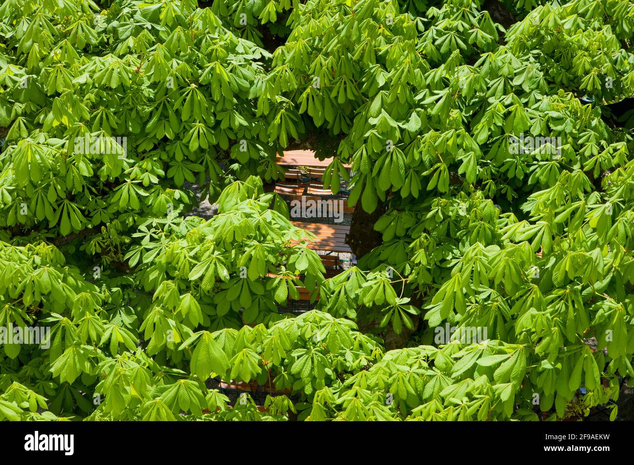 Biertische unter grünen Kastanienbäumen von oben gesehen Stockfoto