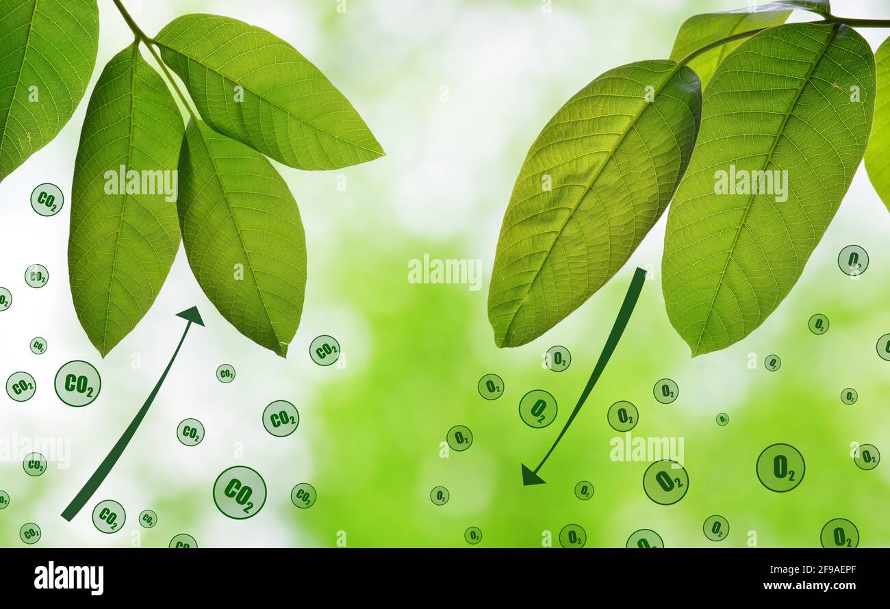 Frische grüne Frühlingsblätter auf natürlichem Hintergrund. Kohlendioxidaufnahme und Sauerstofffreisetzung. Stockfoto