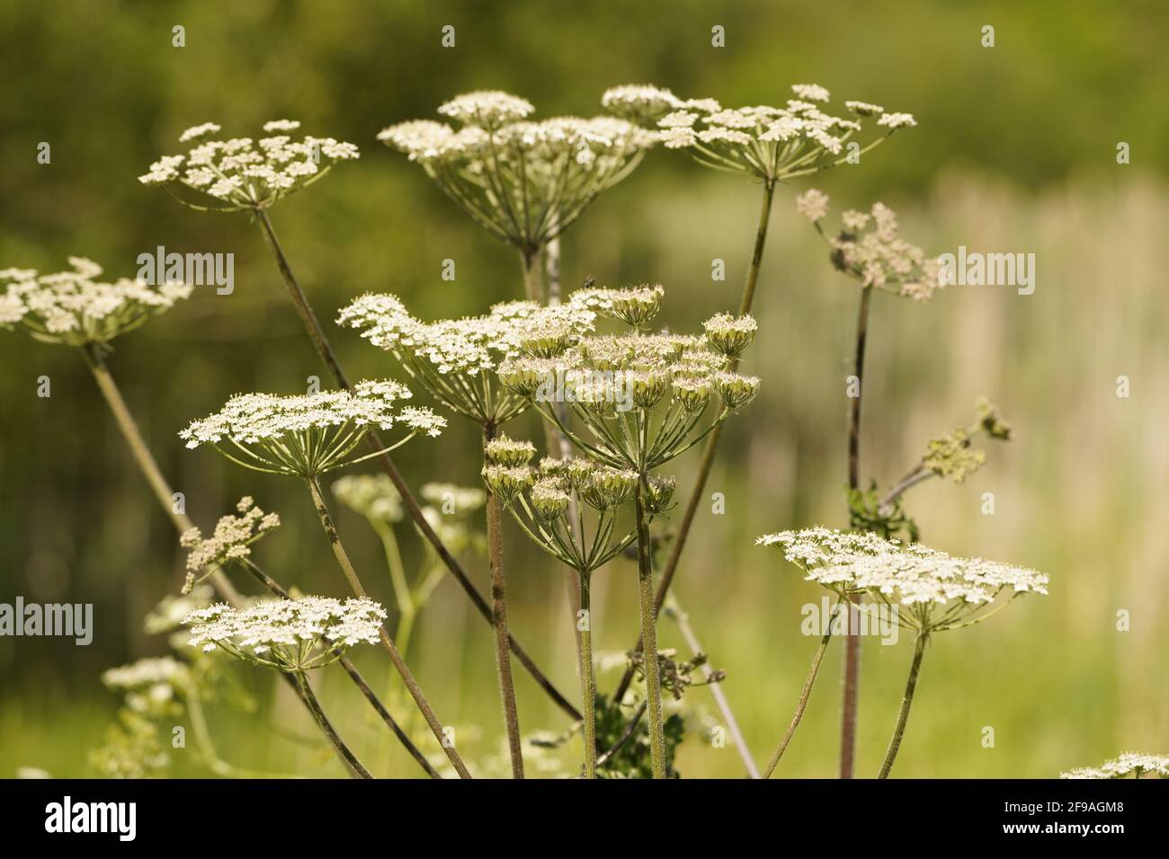 Kuh Petersilie, Mutter Natur Pflege den Garten der irdischen Freuden Stockfoto