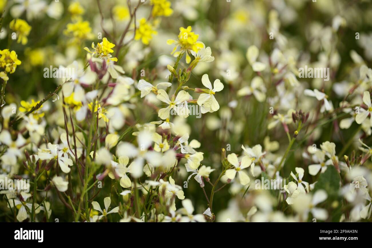 Flora von Gran Canaria - weiße Blüten von Raphanus raphanistrum, wilder Rettich natürlicher Makro-floraler Hintergrund Stockfoto