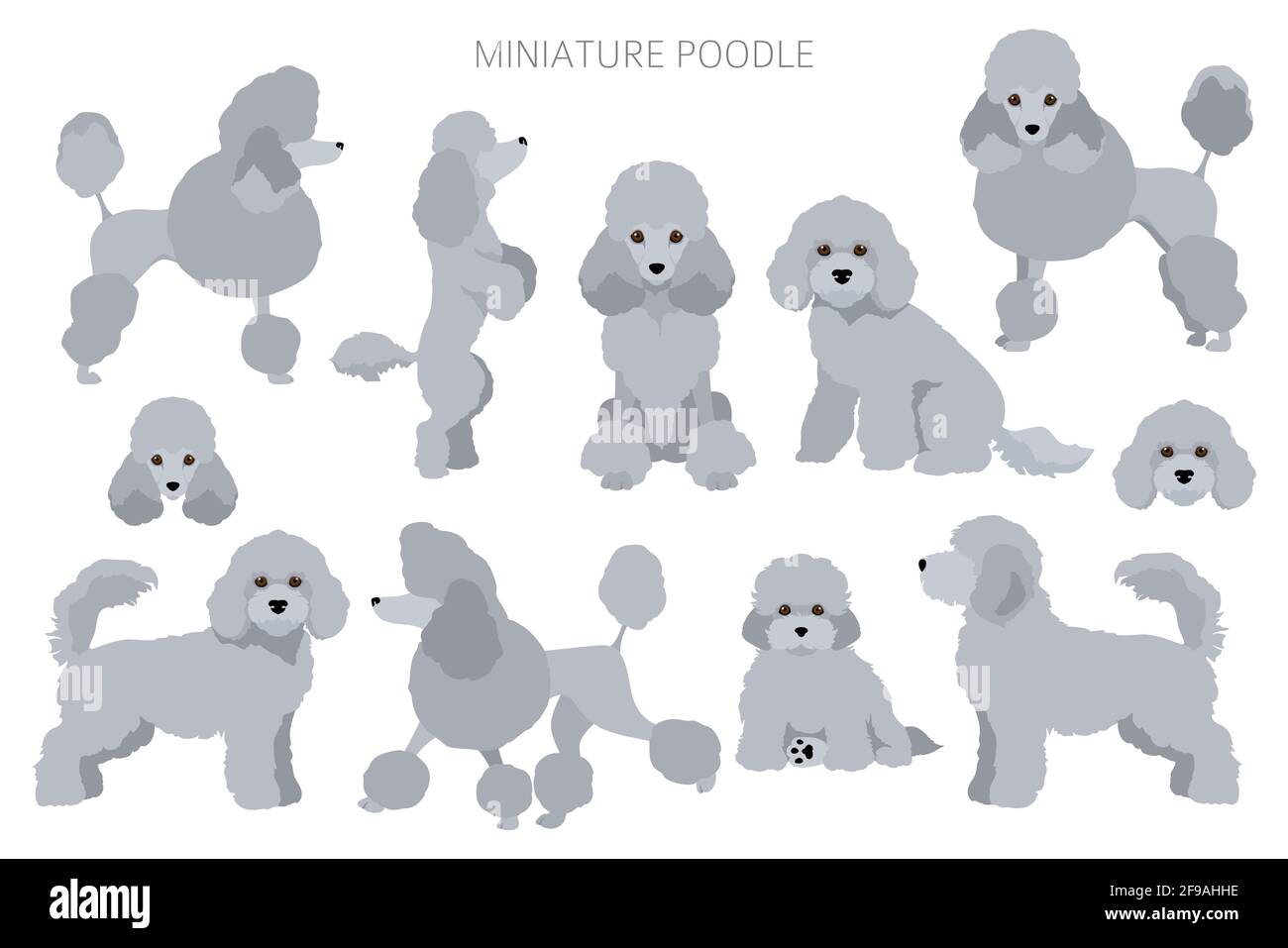 Miniatur-Pudel-Cliparts. Verschiedene Posen, Fellfarben eingestellt. Vektorgrafik Stock Vektor