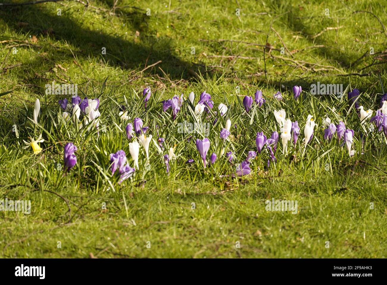Spring Crocus genießt die frühe Sonne. Stockfoto
