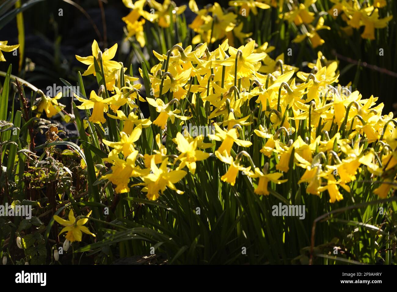 Ein Wirt von goldenen Narzissen Stockfoto