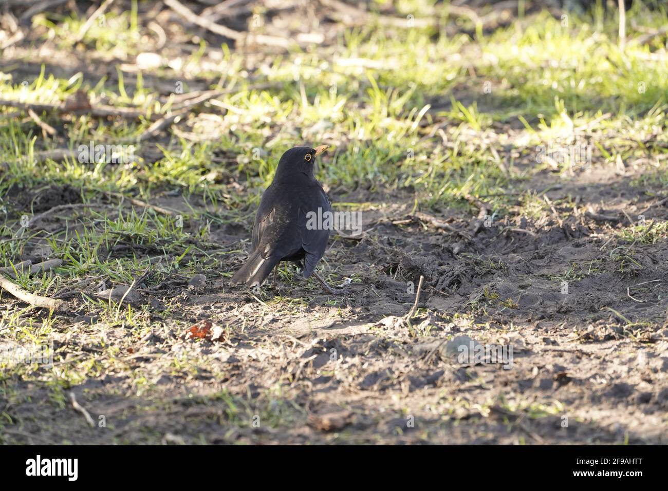 blackbird ist eine Art echter Drossel, die das Grasland, das Ökosystem der Natur, jagt Stockfoto