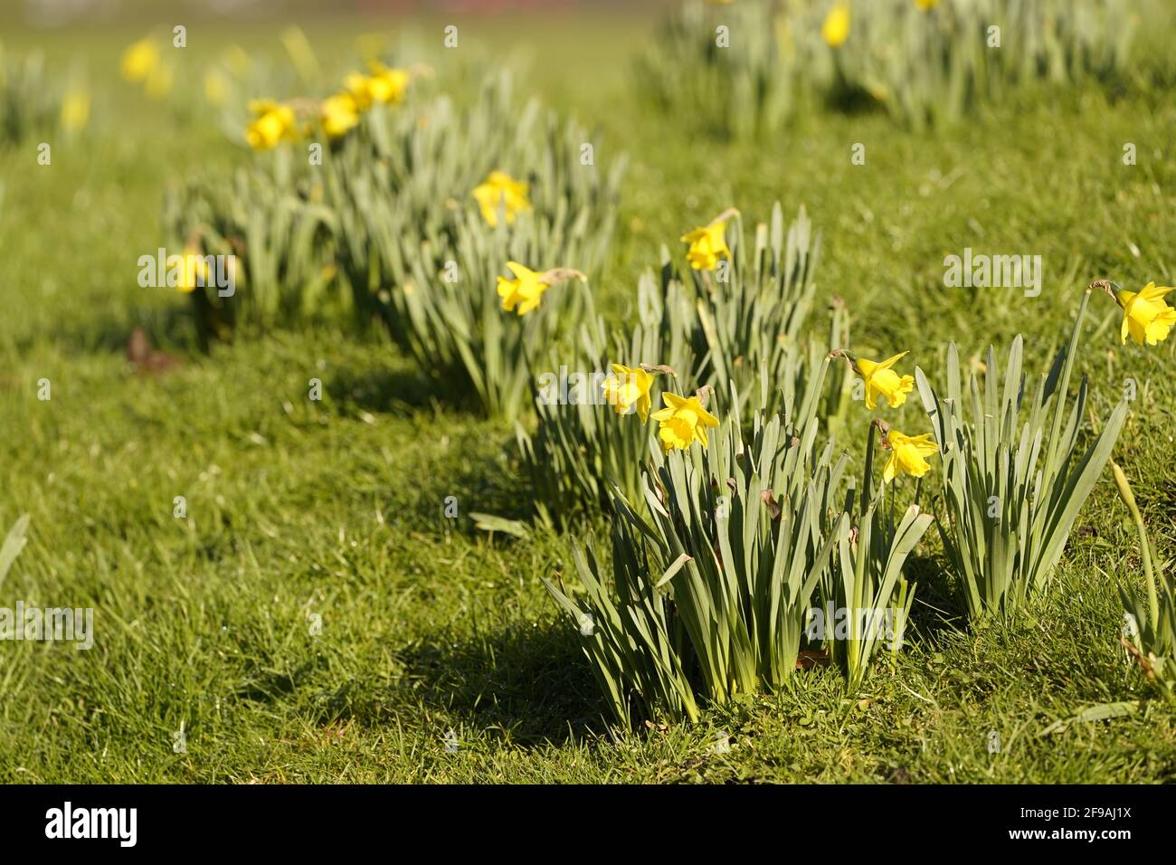 Ein Wirt von goldenen Narzissen Stockfoto