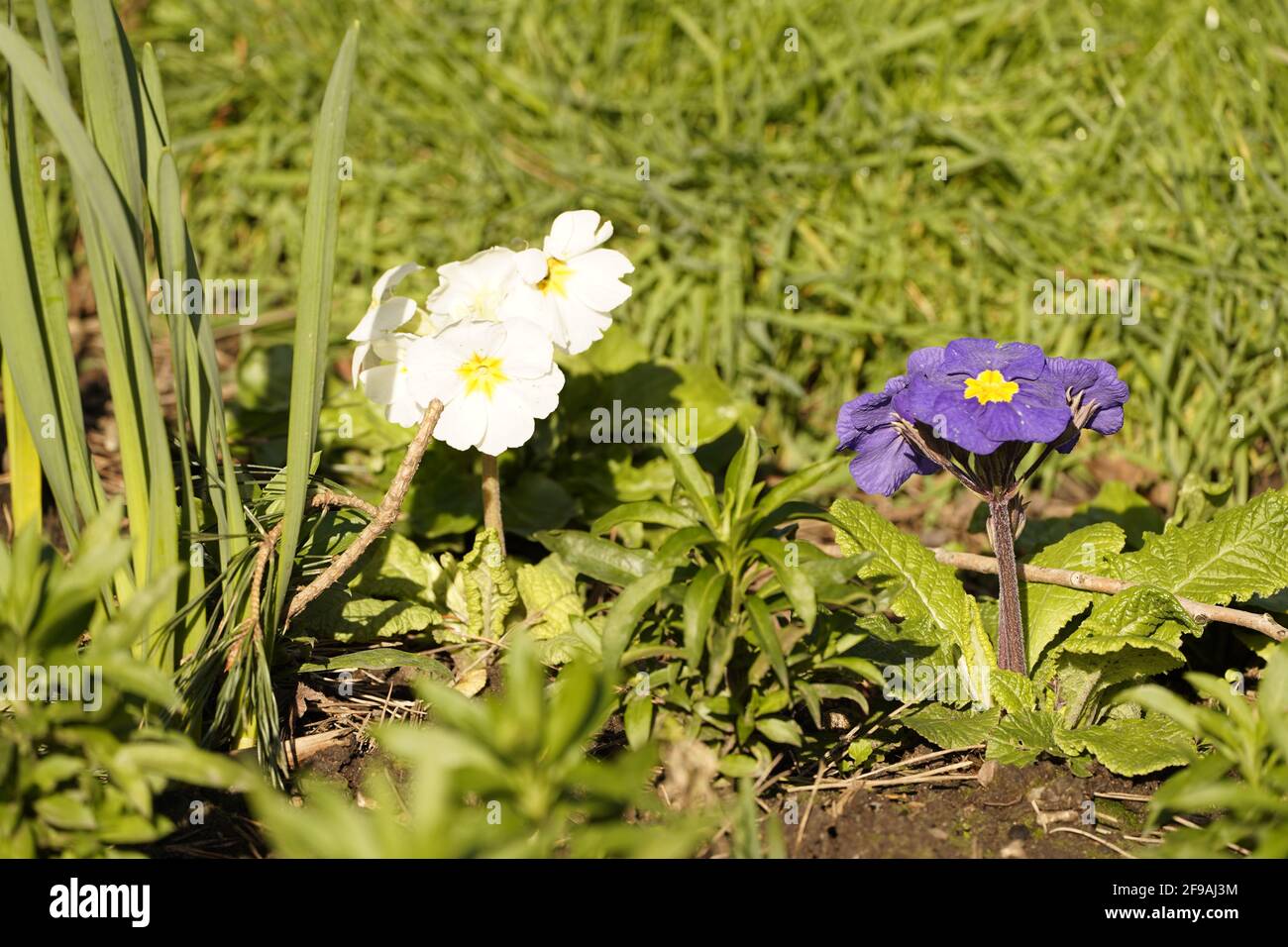 Blaue und weiße Primrose Stockfoto